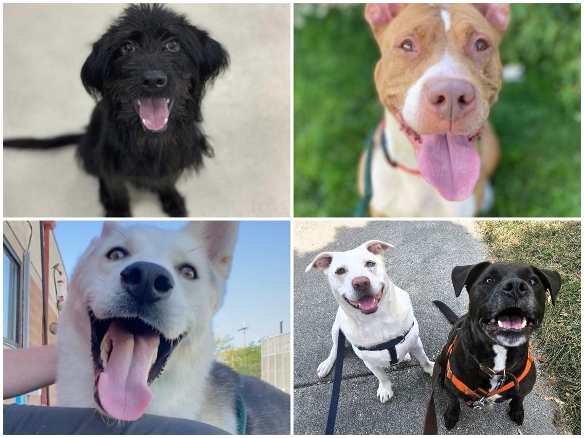 onmilwaukee's tweet photo. Hightail it over to Bark &amp; BBQ fur a good cause: @friendsofMADACC https://t.co/1rZr0eiaO4 https://t.co/1Q3dZa9j01