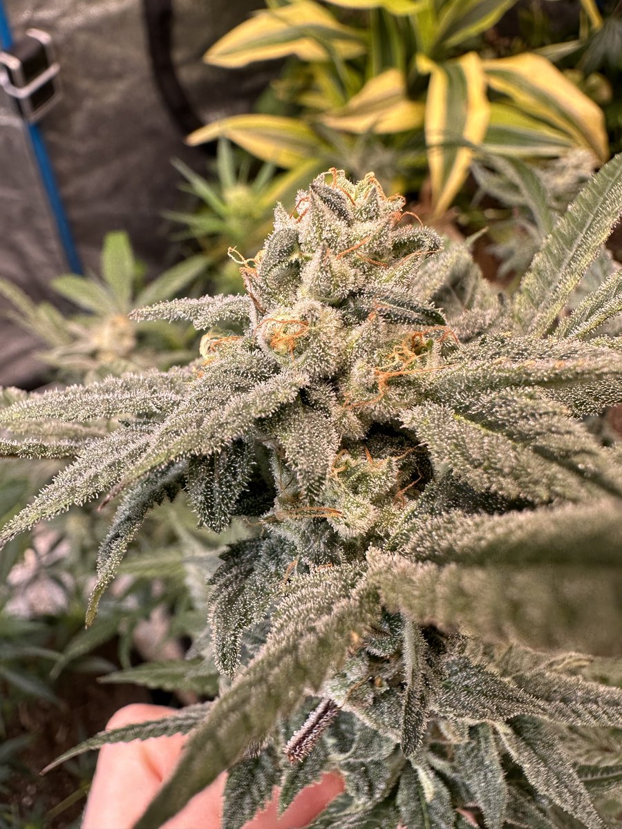 Tackett Genetics tweet media