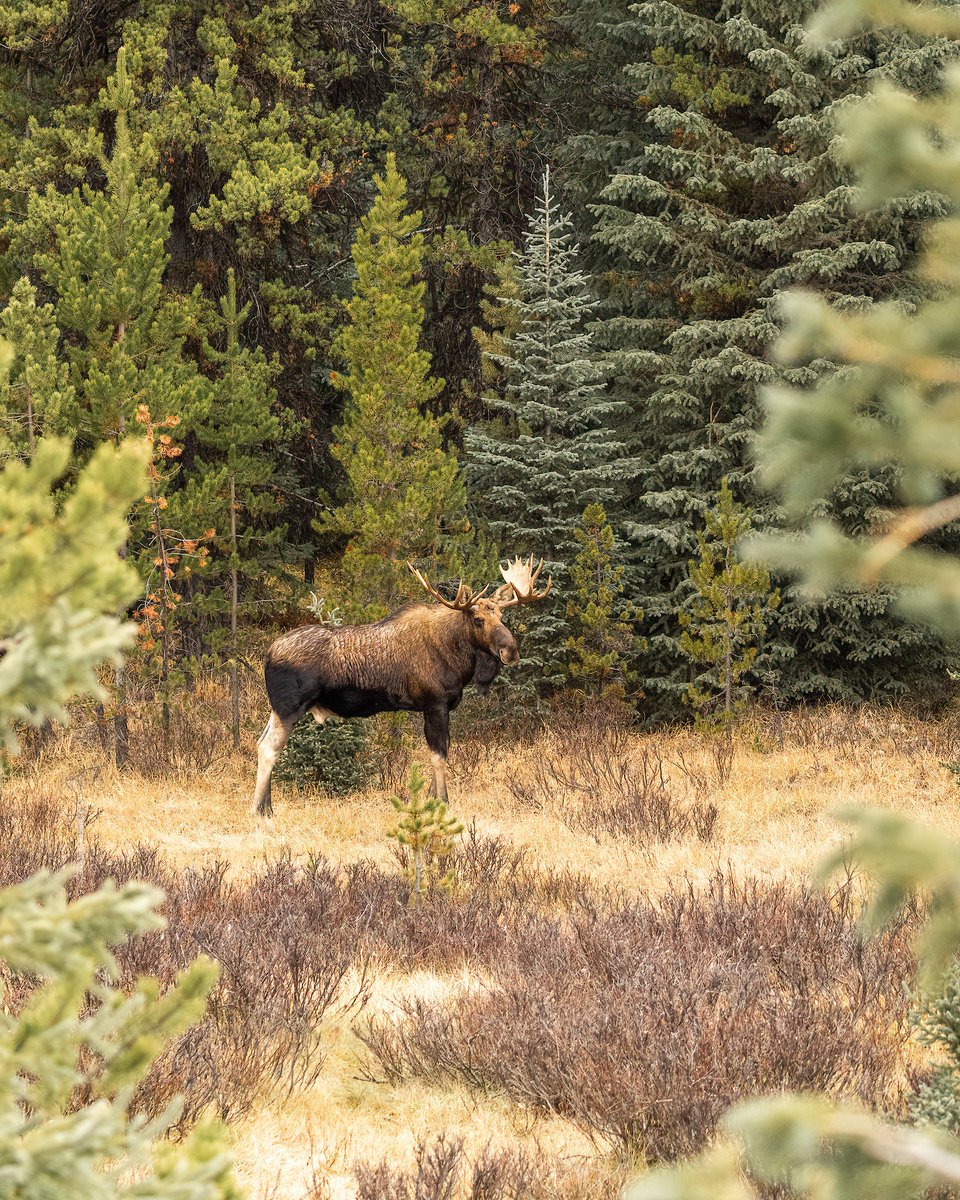 The King

#moose #moosephotography #myjasper #venturebeyond #explorealberta