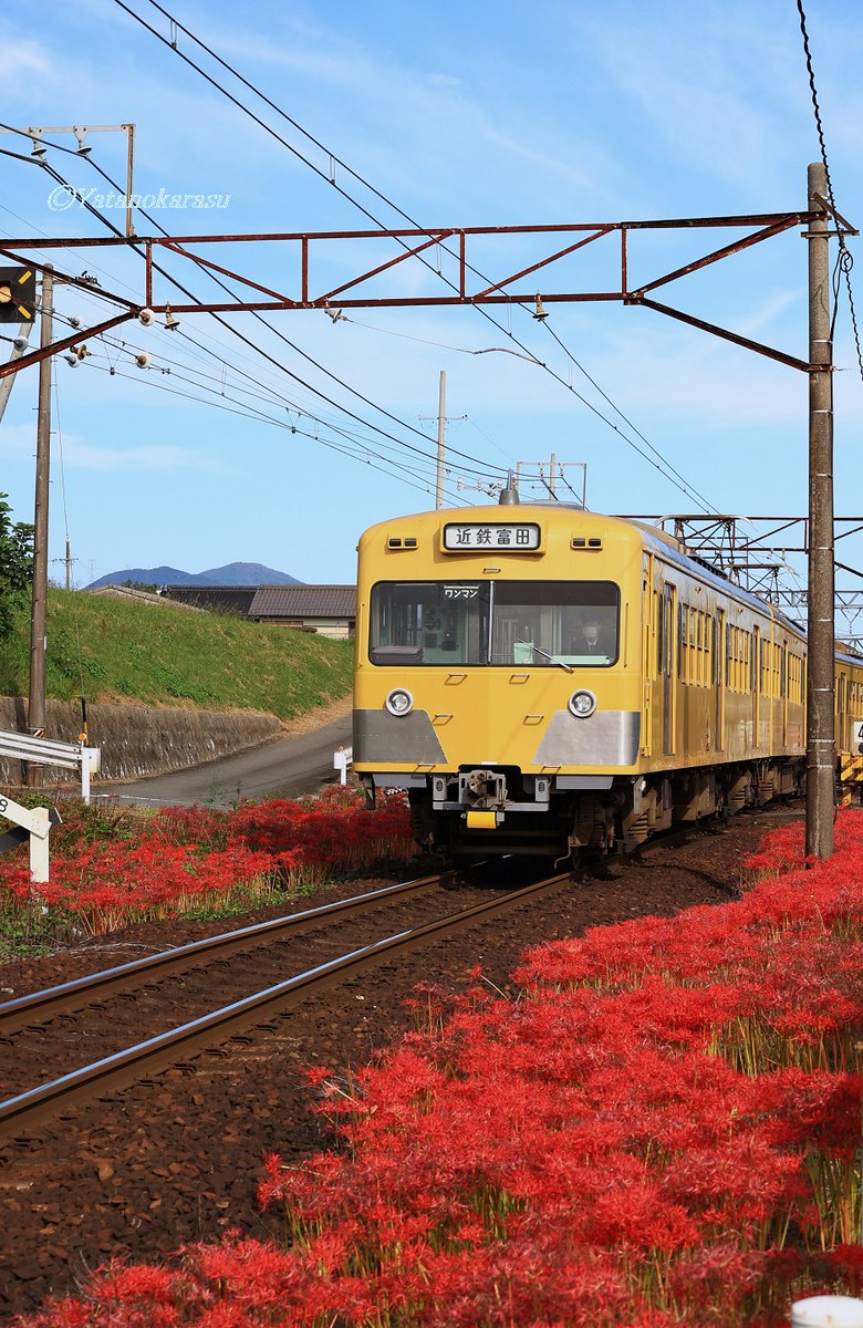 NaraYukimaru's tweet photo. 彼岸花とローカル電車
＃ローカル鉄道　＃三岐鉄道 https://t.co/QxXYVKDpNx