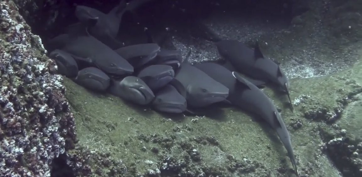 i wanna be a part of the shark pile sooooo fucking bad