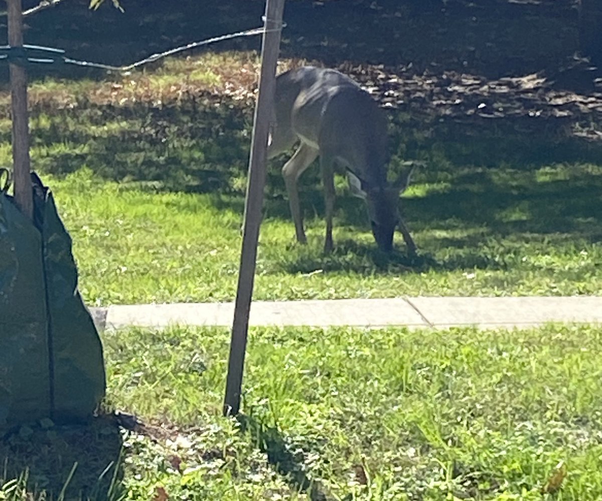 ElanaMintz202's tweet photo. We don’t always think of cities as places to deeply connect with nature and decompress. 5 reasons why that’s not true: 3 deer, 2 crows, 1 squirrel, all finding food & peace today in #FortSlocum in #DC’s #Ward4. #ThisIsOutdoorLearning @NatlParkService @CMLewisGeorgeW4 @ForOleary https://t.co/biuHTKjmaE