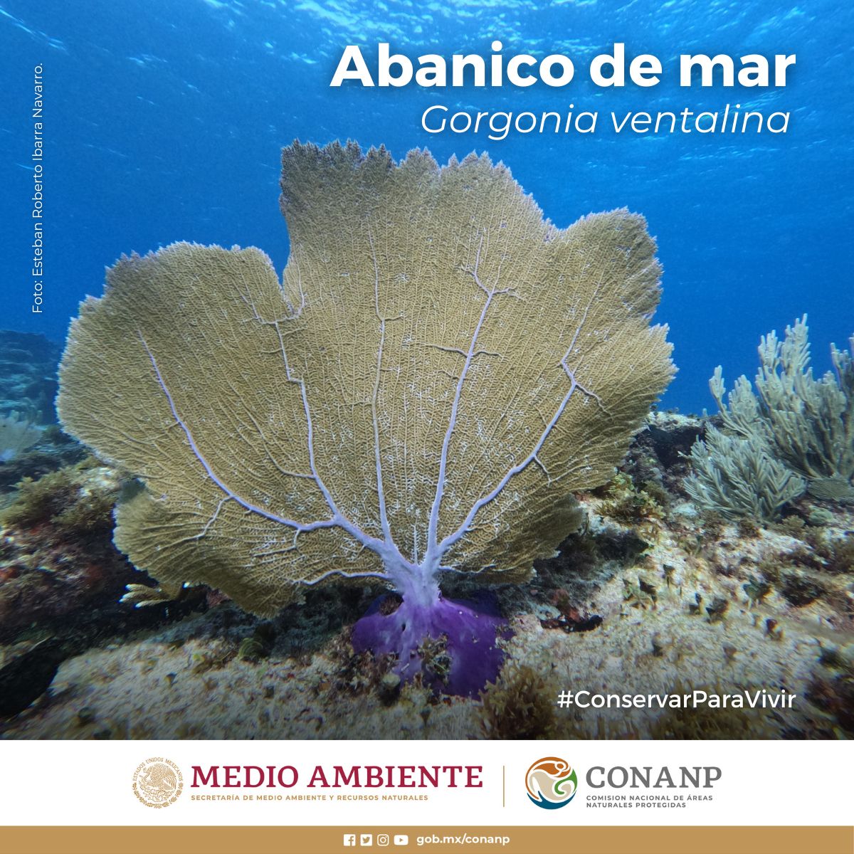 El #AbanicoDeMar (Gorgonia ventalina) es un coral colonial en forma de abanico con varias ramas principales y otras más pequeñas unidas. 🪸

Se alimenta por filtración. Cada pólipo extiende sus ocho tentáculos para atrapar el plancton que pasa arrastrado por la corriente. 🌊🐛🦠