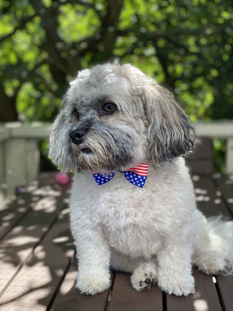Olaf_LittleMan's tweet photo. I missed October 11th for October Countdown! 😭 let’s do it now! What will it be? 🤔
Throwback to 4th of July 2021. The look explains it all how we have been feeling lately lol 🐶😆 #October11th #OctoberCountdown https://t.co/XmVqwAIl8T
