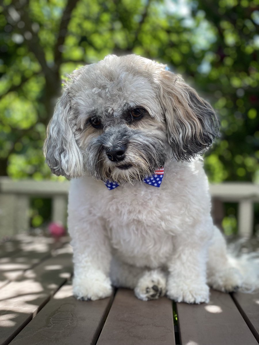 Olaf_LittleMan's tweet photo. I missed October 11th for October Countdown! 😭 let’s do it now! What will it be? 🤔
Throwback to 4th of July 2021. The look explains it all how we have been feeling lately lol 🐶😆 #October11th #OctoberCountdown https://t.co/XmVqwAIl8T