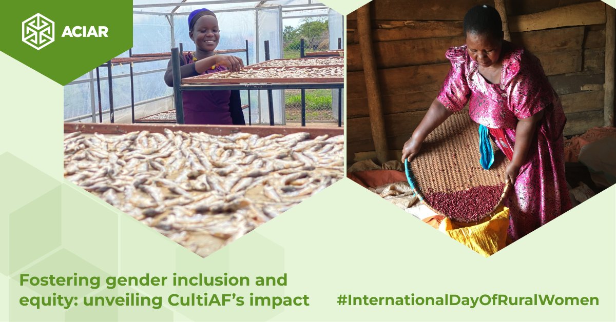 Sunday is #InternationalDayOfRuralWomen

Through the #CultiAF program, #ACIAR &amp; Canada's <a href="/IDRC_CRDI/">IDRC | CRDI</a> have supported research that has ushered in a new era of hope, progress &amp; #sustainability for #ruralwomen in Africa.

Read more bit.ly/46pz0jF