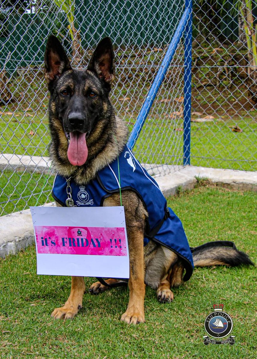 Congratulations Hazza and all the other brave Doggies graduating today. Blessed weekend to you too from your buddies at the shelter ❤️ @fijipoliceforce