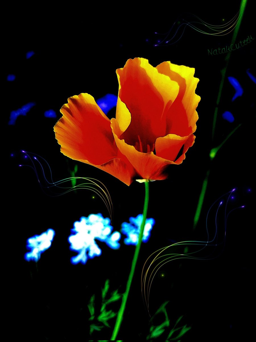 Beauty in the night... 😉
🪄✨🖤🥀🖤✨
#cuteeli #art #nature #beautiful #NaturePhotography #gardening #flowers #positive #poppy #night #NatureCommunity #orange