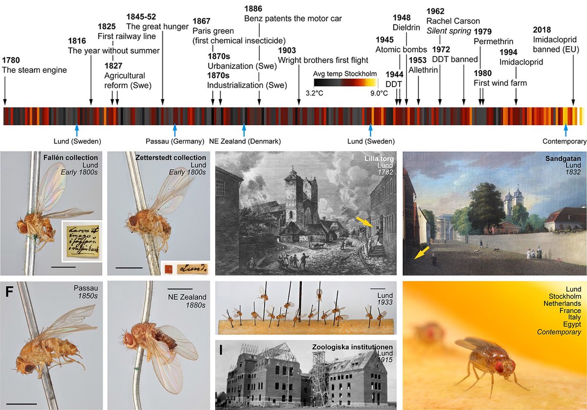 PLOSBiology's tweet photo. #Genomes from 25 #Drosophila melanogaster #MuseumSpecimens (some >200 years old) reveal that small populations occupying N Europe gave way to fly populations across the continent; also targets of recent selection @MarcusStensmyr &co #PLOSBiology https://t.co/IYwdX6ju5B https://t.co/KIiuPAtXWB