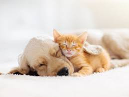 Do any of you guys like cute pets? We can discuss pet ownership