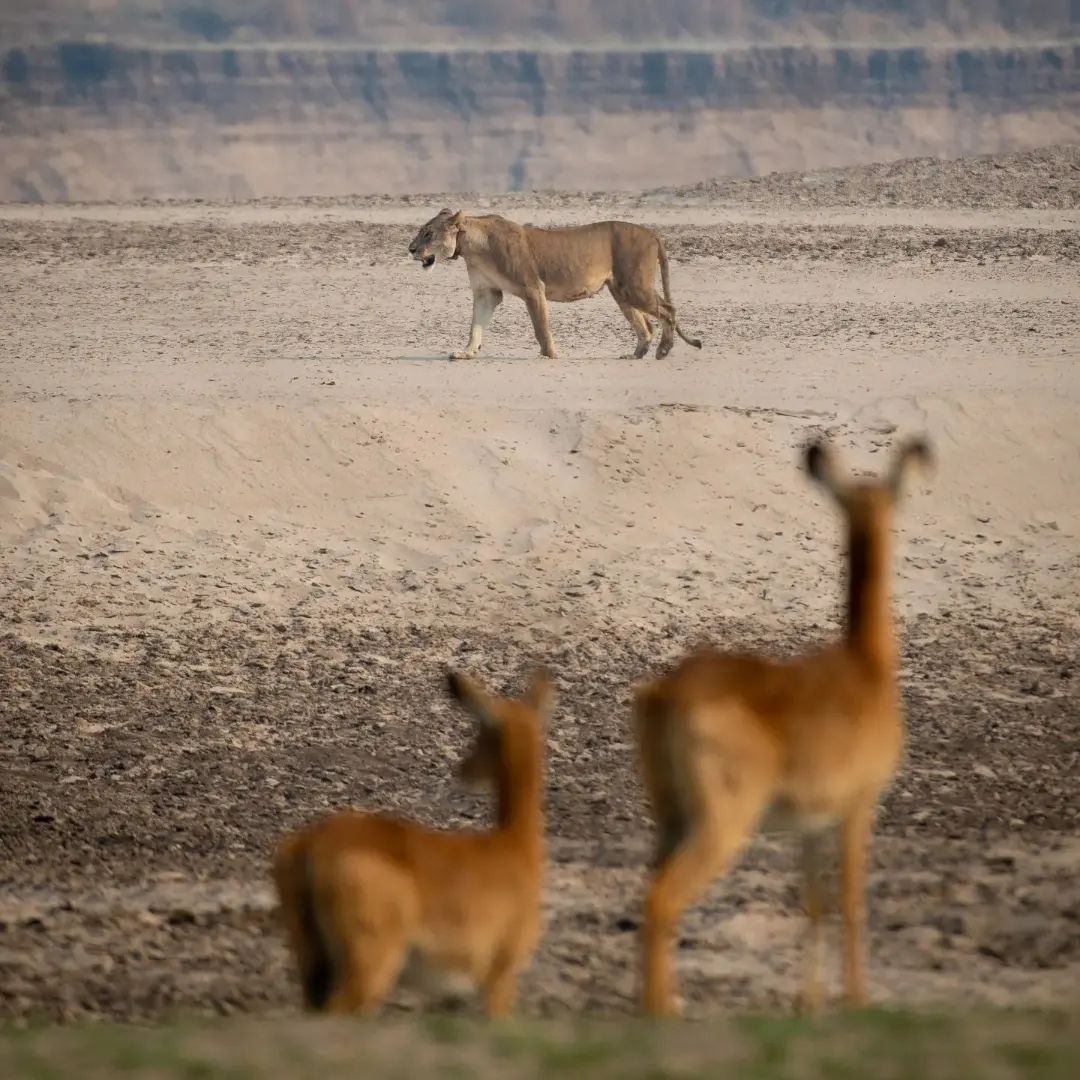 Explore Africa

📸 lloydmwale

#africanwildlife #wildlifesafari #lioness #untamedplaces #tour #explore #adventure #ecotourism #luxurysafari #travel #discover