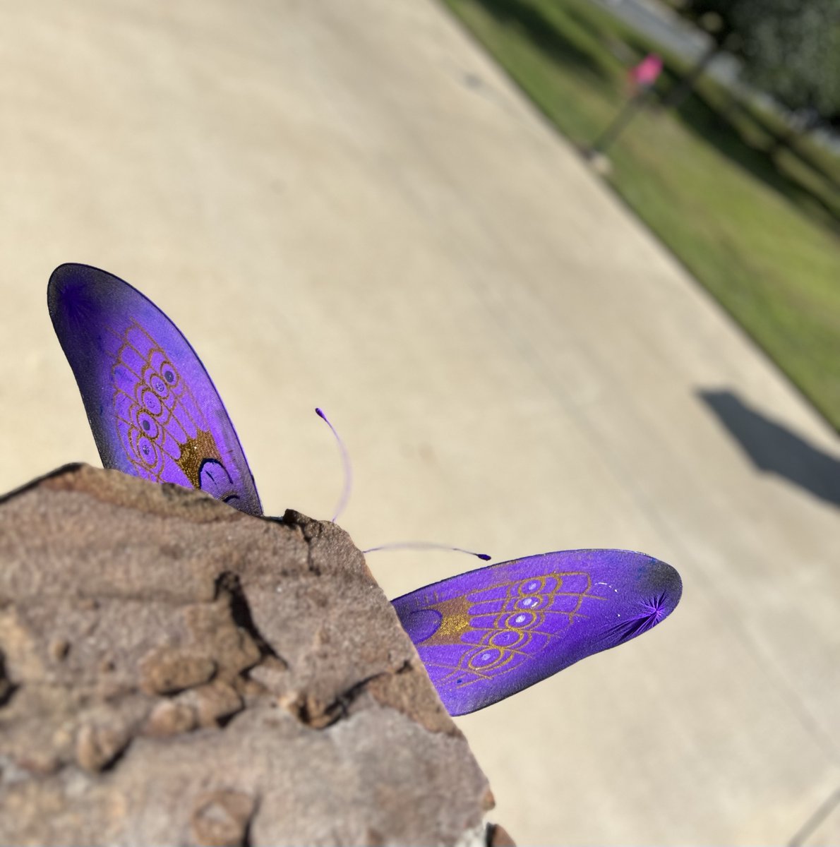 It appears we have early visitors @ The Green for Sow A Seed Sunday next Sunday.  Wonder if more and more and more will float in over the next few days....🧚‍♂️🧚🧚‍♀️