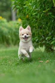 wlc825's tweet photo. Do any of you guys like cute pets? We can discuss pet ownership https://t.co/3GsZMZl5rk