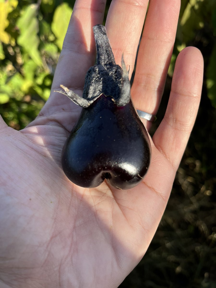 変わった子が🍆
なんだろう、既視感がある🤔❓