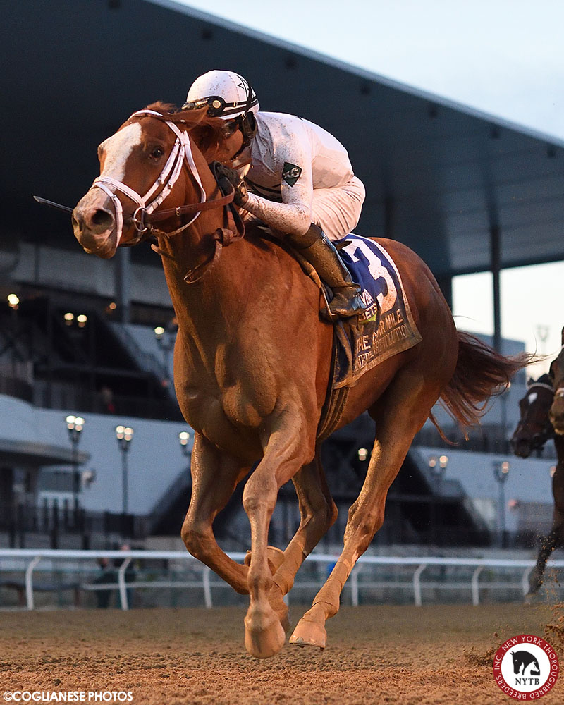 nytbreeders's tweet photo. One of the Empire State's most accomplished sons is coming home! The newest #NYsire is #NYbred HOTY and G1W Americanrevolution. Hertrich &amp; Fielding bred the star, who was foaled at @IrishHillFarm and will stand @rockridgestud for a partnership. Full story: https://t.co/EVk0HJNySu https://t.co/ObRzhSXr1D