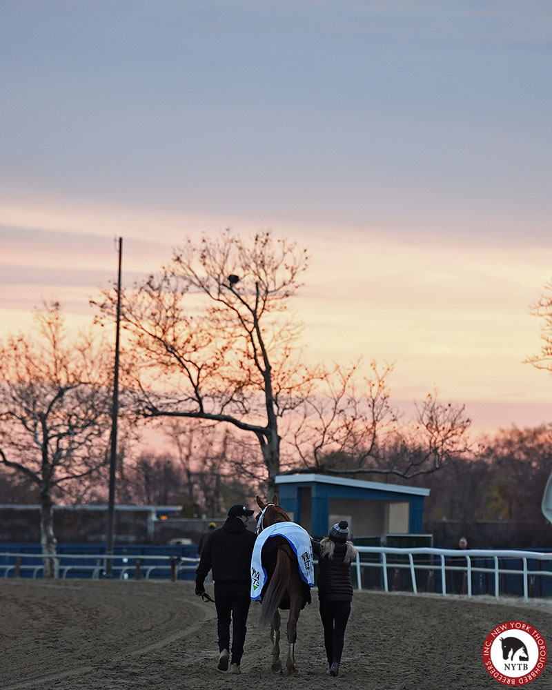 Chinahorseclub tweet picture