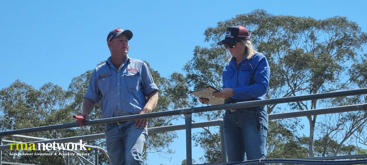rmanetwork's tweet photo. Gloucester Store Cattle Sale, Thursday 12th October.

Selling agent was Gooch Agencies. 

#rmanetwork #cattle #ruralnsw #independentagent https://t.co/7fiPE7njqH