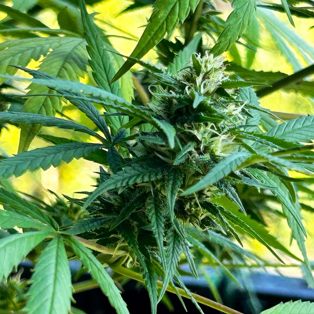 BloomsAndBudsNY's tweet photo. Twas a wunderbar day in the Sun fa this baby gurL! ☀️🧝‍♂️

#Cannabis #CannabisGrower #CannabisCommunity #Sativa #AlohaLimone 🌿💨 https://t.co/YCrntC9Vhc