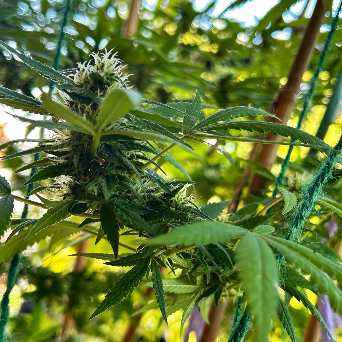 BloomsAndBudsNY's tweet photo. Twas a wunderbar day in the Sun fa this baby gurL! ☀️🧝‍♂️

#Cannabis #CannabisGrower #CannabisCommunity #Sativa #AlohaLimone 🌿💨 https://t.co/YCrntC9Vhc