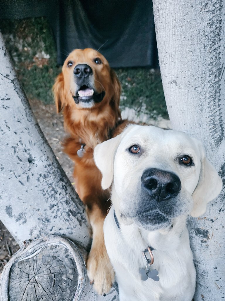 dogsgenx's tweet photo. Our new album cover for "Good Boyz fo Life!" coming soon! - Shadow and Chance #dogs https://t.co/3CN3kok7wI