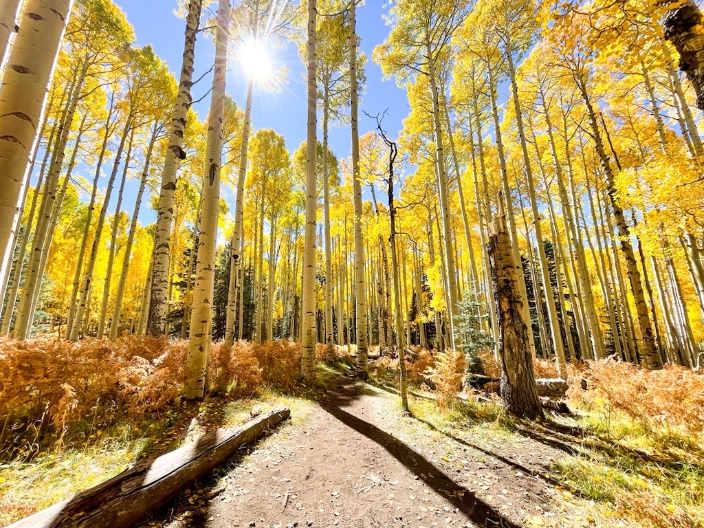 The fall colors have officially arrived in Flagstaff! 🤩 🍁 Have you made it up north yet to enjoy the cooler weather?

📸: Jill McFarlane