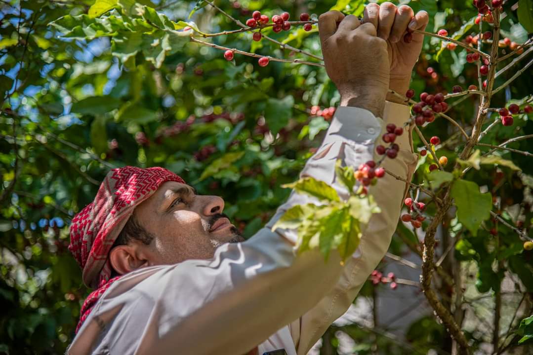CoffeeDurar's tweet photo. From the sun-drenched slopes of Haraz, where notes of vibrant fruit and delicate florals dance on your cup, to the rugged mountains of Hajjah, where hints of velvety chocolate and nutty  undertones captivate your senses let Durar be your guide to the unparalleled world of Yemeni https://t.co/r1k0X1G0PT