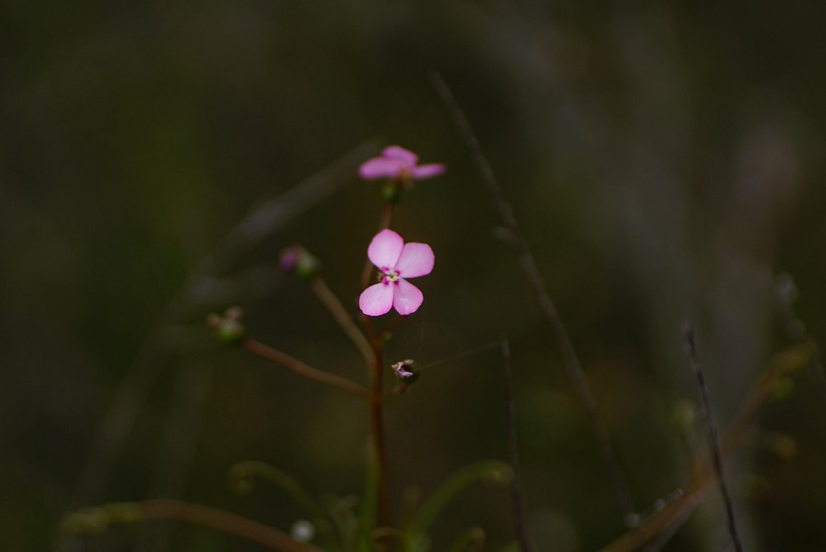 lost_in_botany's tweet photo. #Stylidium scandens! #Stylidiaceae The Climbing #Triggerplant uses their leaf tips to attach to their supports! https://t.co/PPDeK55wLE