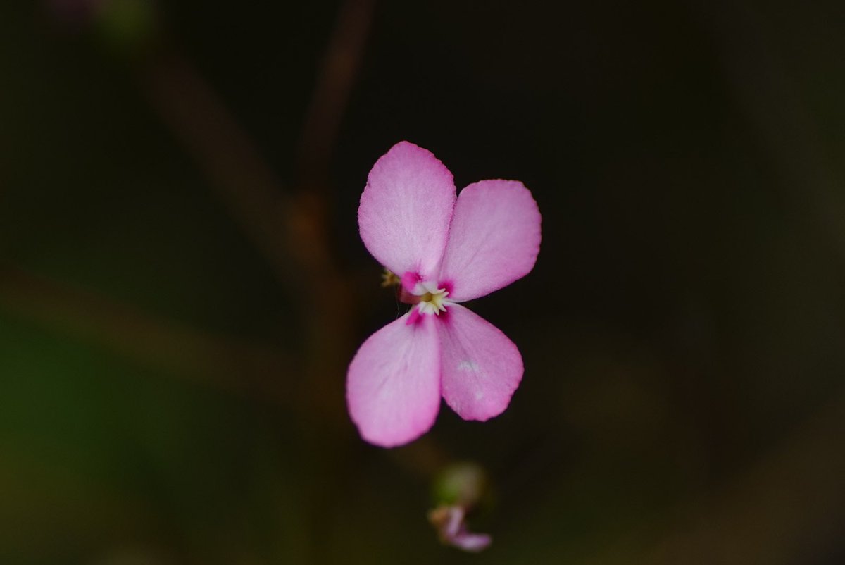 lost_in_botany's tweet photo. #Stylidium scandens! #Stylidiaceae The Climbing #Triggerplant uses their leaf tips to attach to their supports! https://t.co/PPDeK55wLE