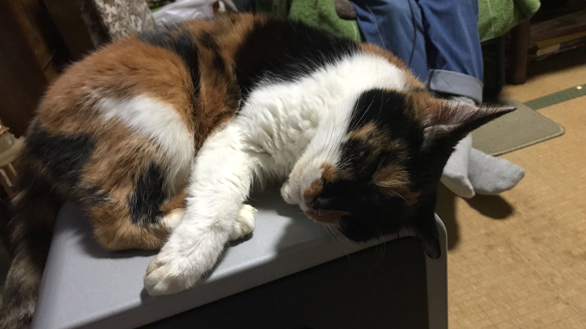 ShionCatLife_ tweet picture