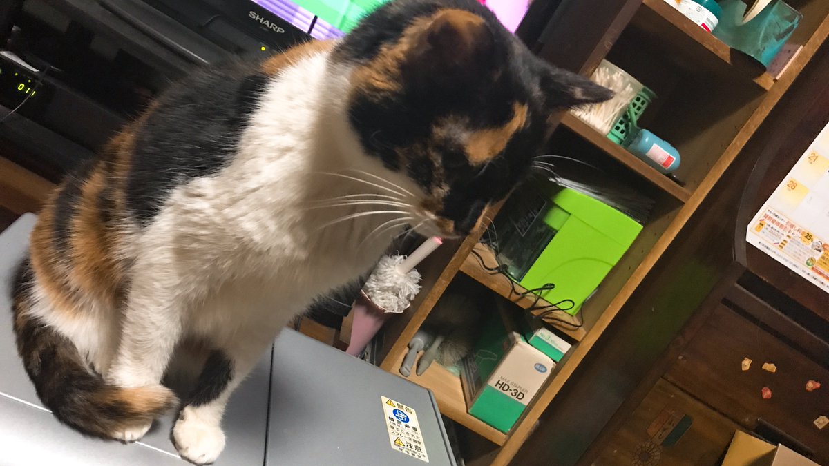 ShionCatLife_ tweet picture
