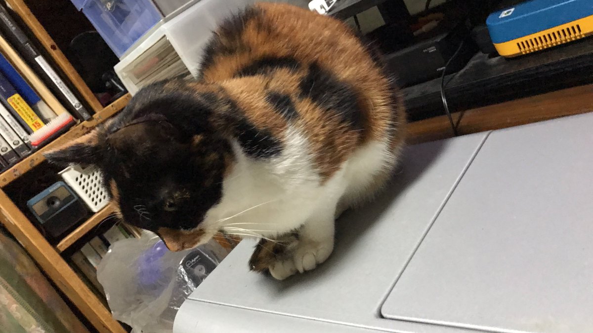 ShionCatLife_ tweet picture