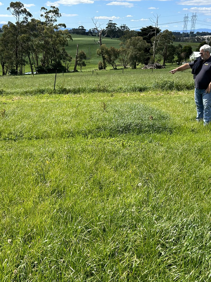 Recent trip to gippsland to look at <a href="/BarenbrugAUS/">Barenbrug Australia</a> R&amp;D showing production and performance of new Samurye NEA12 3-4 years after establishment, plot to left is Shogun for reference