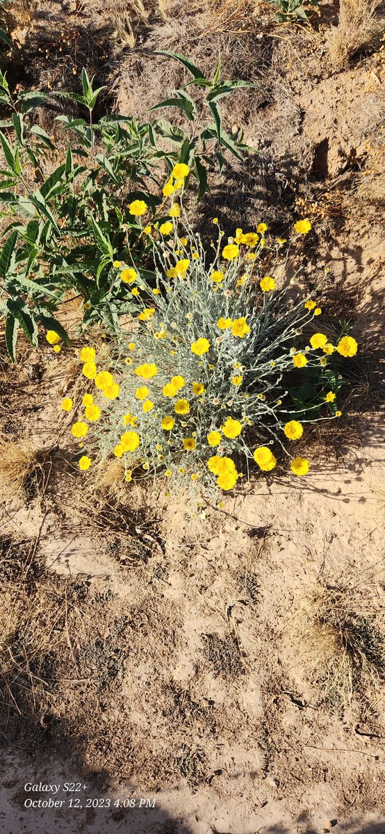 Bludshadow's tweet photo. I was clearing some brush and noticed these flowers.I hadn't noticed them amongst the weeds and brush before. Gods creations are simply beautiful. ❤️🙏 https://t.co/mkhmRTjjxv