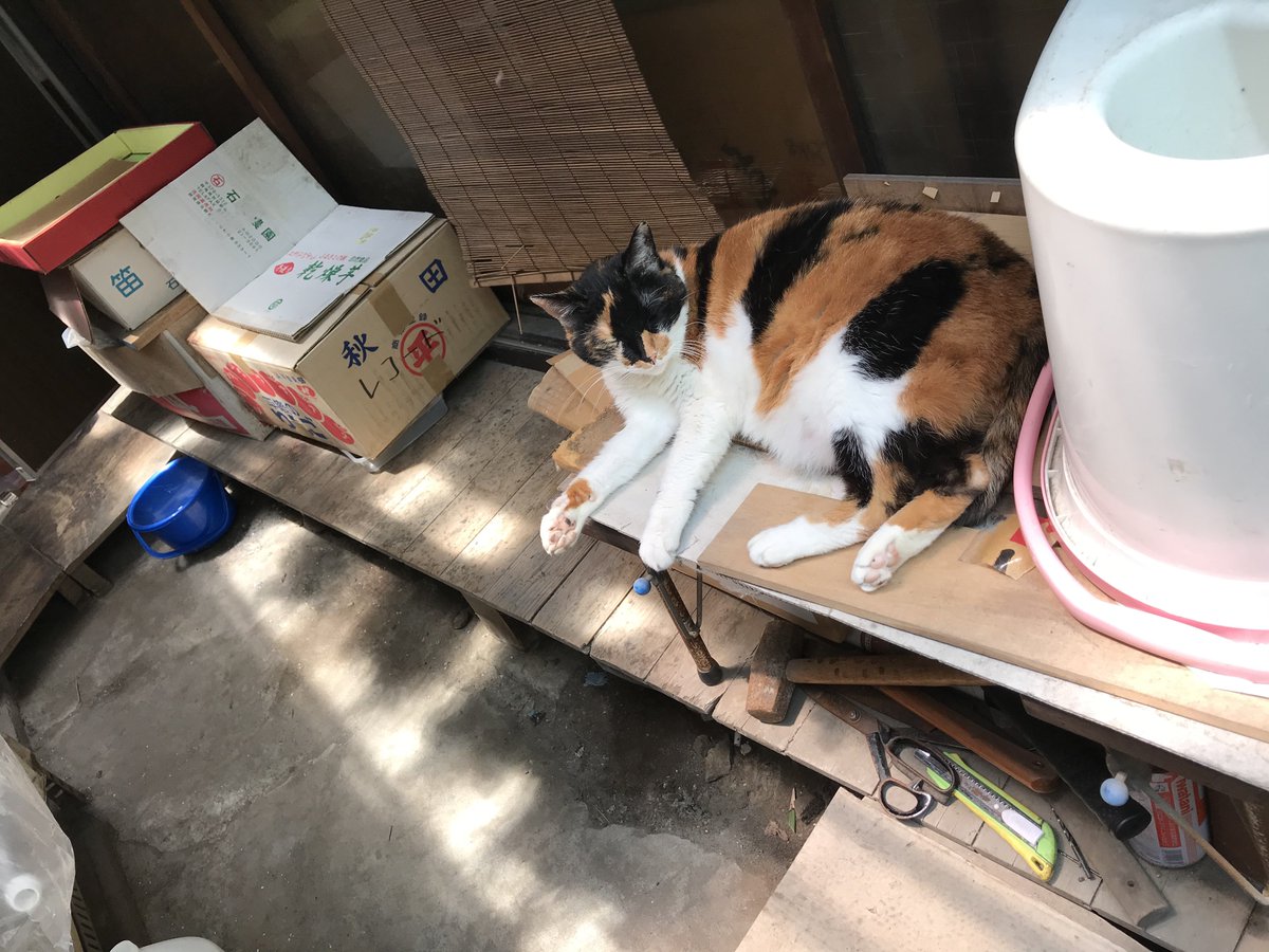 ShionCatLife_ tweet picture