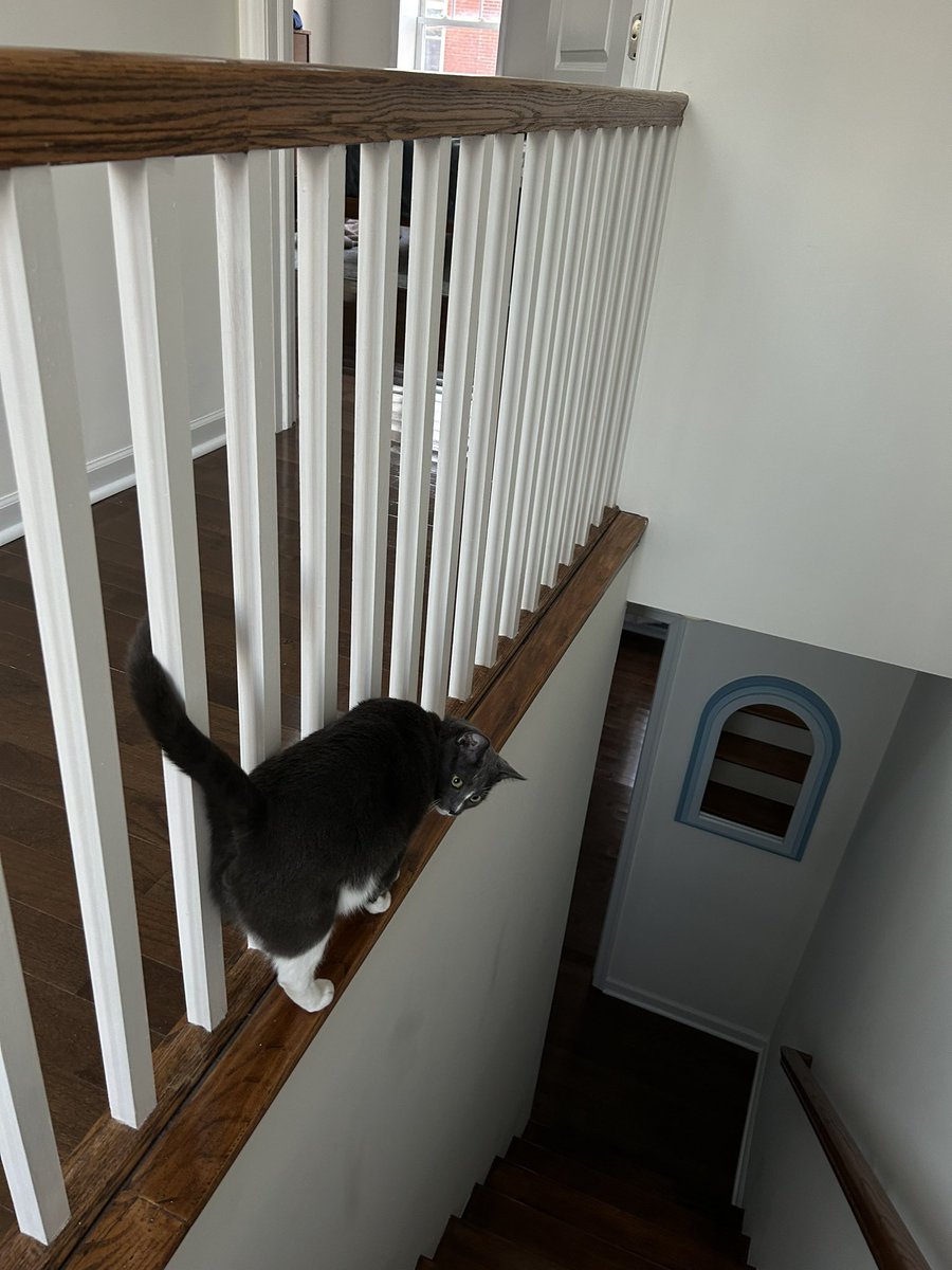 Bennieplusone's tweet photo. hooman don’t liEk this https://t.co/0Q01EKf0pc
