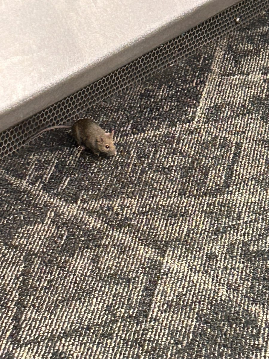 Yes obviously I’m sharing my granola bar with the cute mouse I met at the airport