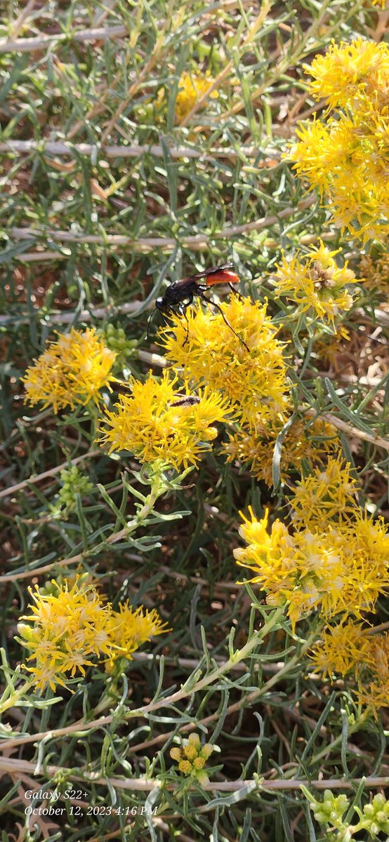 Bludshadow's tweet photo. I was clearing some brush and noticed these flowers.I hadn't noticed them amongst the weeds and brush before. Gods creations are simply beautiful. ❤️🙏 https://t.co/mkhmRTjjxv