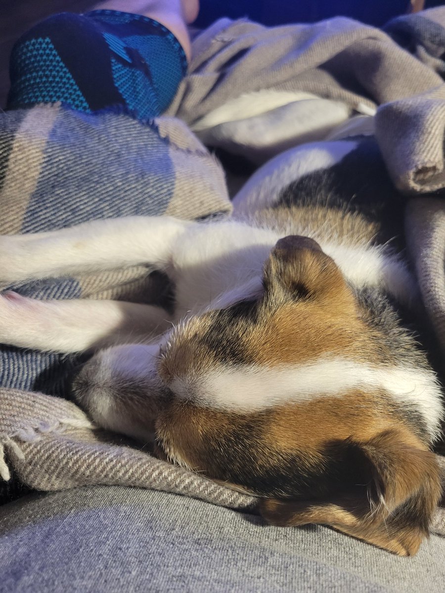 kirkwolf12's tweet photo. Max is out like a light! #PetsRule https://t.co/nqnwTj38U7