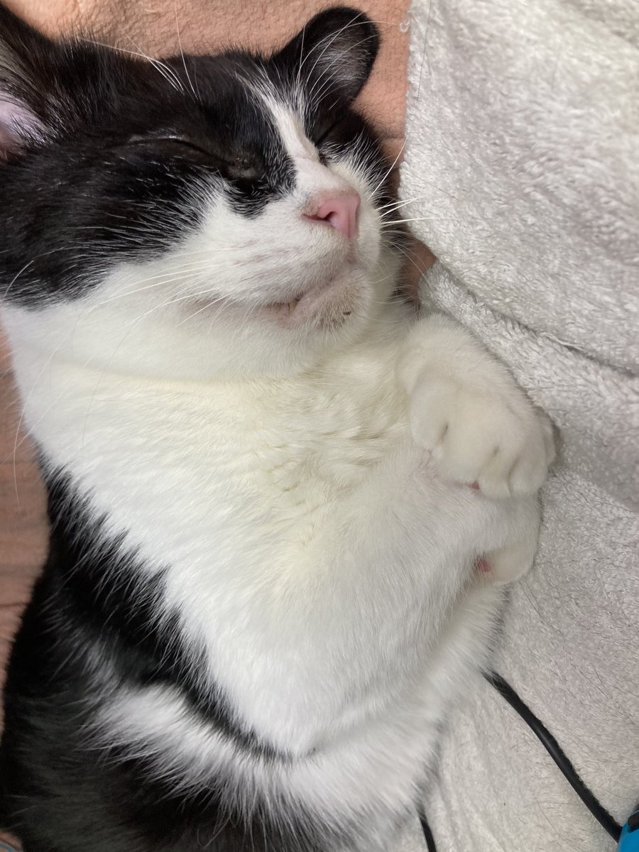 f_yone's tweet photo. @sungbinhwang02 実家の猫ちゃんズです。
ぜひお願いします🙇‍♀️
どの写真でも大丈夫です！ https://t.co/GiwYicCb6D