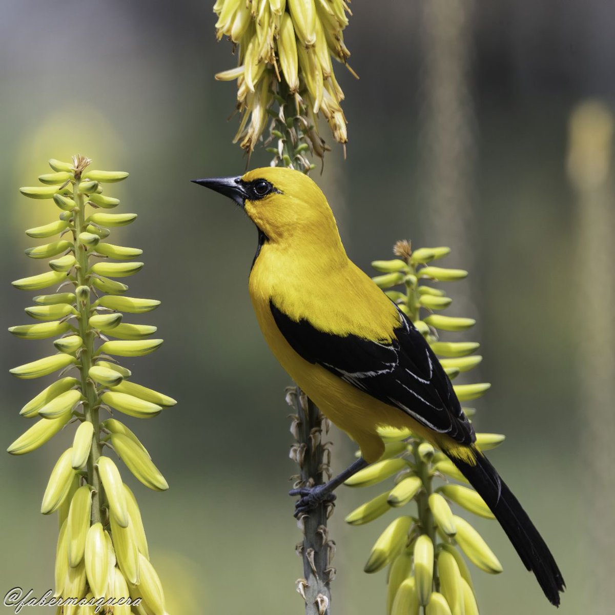 Fabermosquera's tweet photo. Amarillo amarillo. Turpial Amarillo
Yellow Oriole
Icterus nigrogularis
Icteridae. #explore_wildlife
#ip_birds
#bestbirdpix
#featured_wildlife
#best_birds_photography
#1birdshotw
#your_wildlife
#best_moments_nature
#japan_nature_photo
#rebels_nature
#bestshotz_birds
#birds_fact https://t.co/e7xToJGbf1