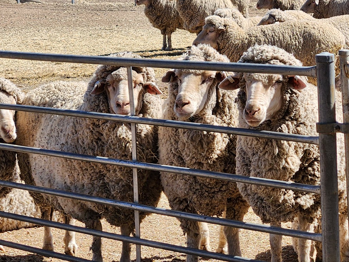 ramsaybaa's tweet photo. Last ever class for these Macquarie #MLPProject ewes.
Measured, scored & classed thru life. Big data is coming ur way! https://t.co/TdCp1Zl3iu