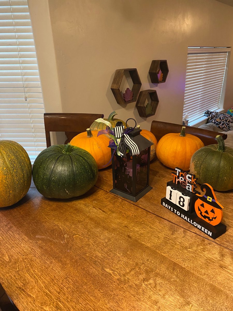 Harvested the pumpkins to protect them from frost! I’m stoked!!! 🎃🎃