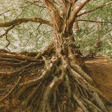 owenomobude's tweet photo. 🌳 Trees can absorb harmful pollutants from the air, improving air quality. 🌬️🌳
#TreeHugger
#Arboriculture
#ForestMagic
#GreenWorld https://t.co/OMElFbOlUH