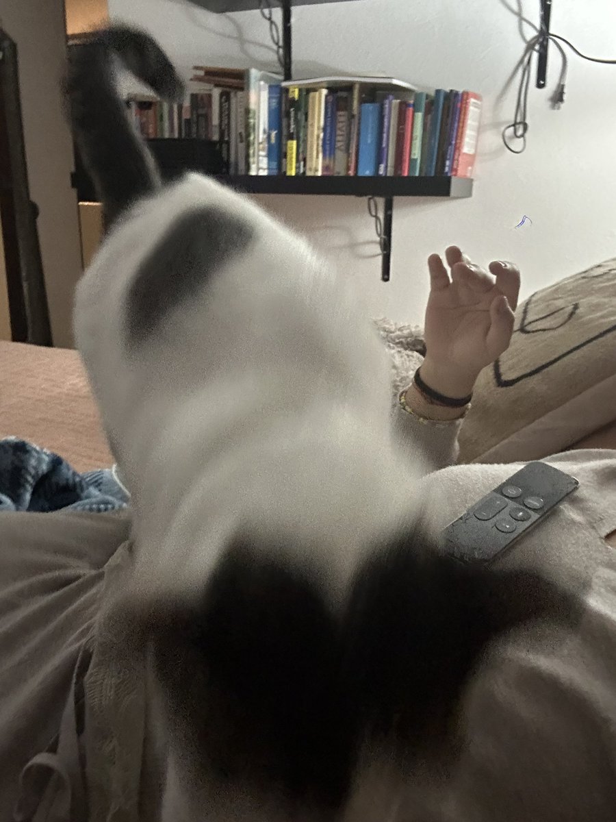 lauord's tweet photo. Secuencia de una rata salvaje intentando robar mi cena https://t.co/YwBaXT3COi