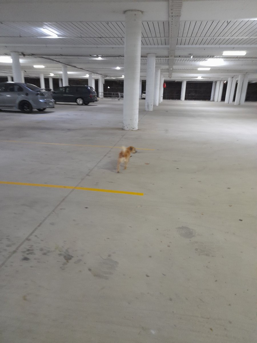 I got to play and explore in #bunnings carpark after dark and loved it! #dogsexploring Now where is my ride back home?