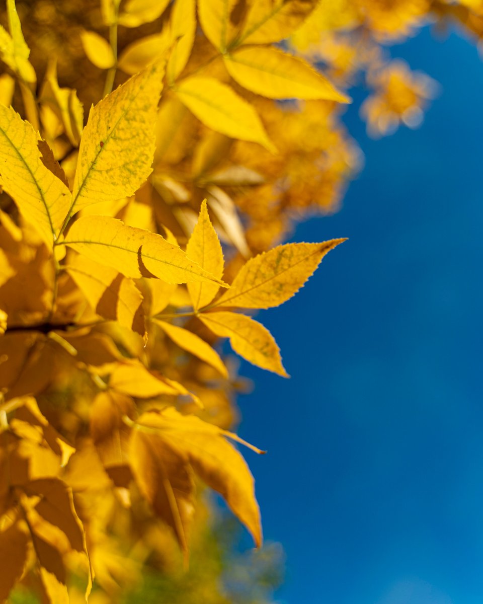 bushnelluniv's tweet photo. These fall vibes are immaculate 🍂🍃
Comment your favorite fall activity!
#falloncampus #WeAreBushnell #christanuniversity #eugene https://t.co/WUTVlUIkFR