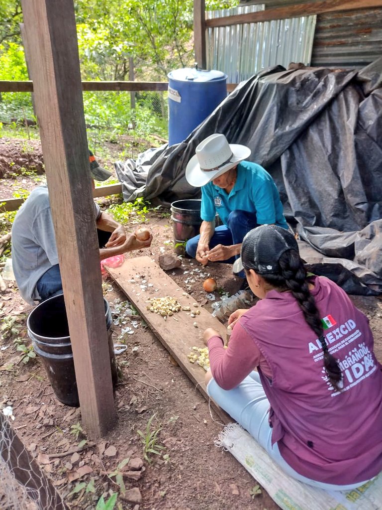 Las y los extensionistas de #SembrandoVida 🌱en #Honduras 🇭🇳 continúan trabajando de la mano de las y los productores beneficiarios del proyecto 🧑🏽‍🌾👩🏽‍🌾, a quienes les dan asistencia y acompañamiento.
🇲🇽🤝🇭🇳