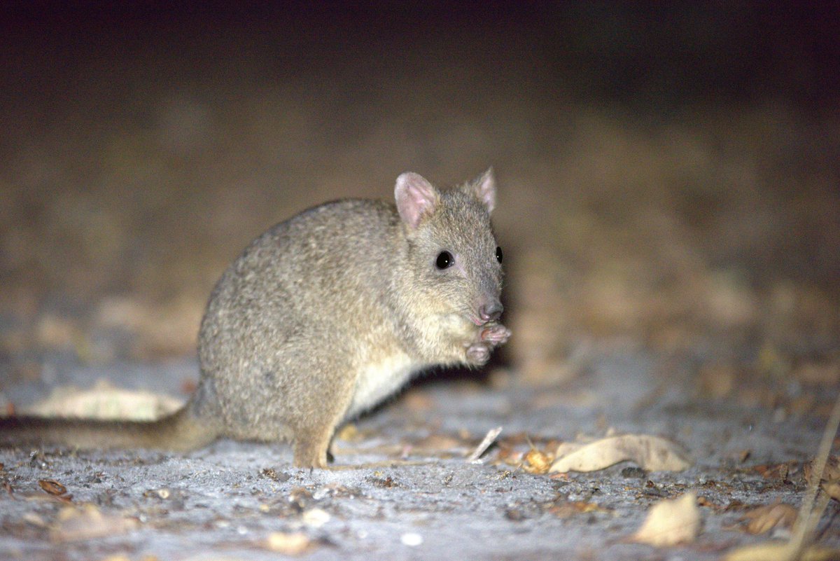 Tash Harrison (@tash_harro) on Twitter photo Do you like solving puzzles? Woylies and koomal do too! <a href="/misharowell/">Dr Misha Rowell</a> and I documented their problem solving attempts for the first time in Dryandra National Park. Read more: doi.org/10.1111/aec.13… Do you like solving puzzles? Woylies and koomal do too! <a href="/misharowell/">Dr Misha Rowell</a> and I documented their problem solving attempts for the first time in Dryandra National Park. Read more: doi.org/10.1111/aec.13…