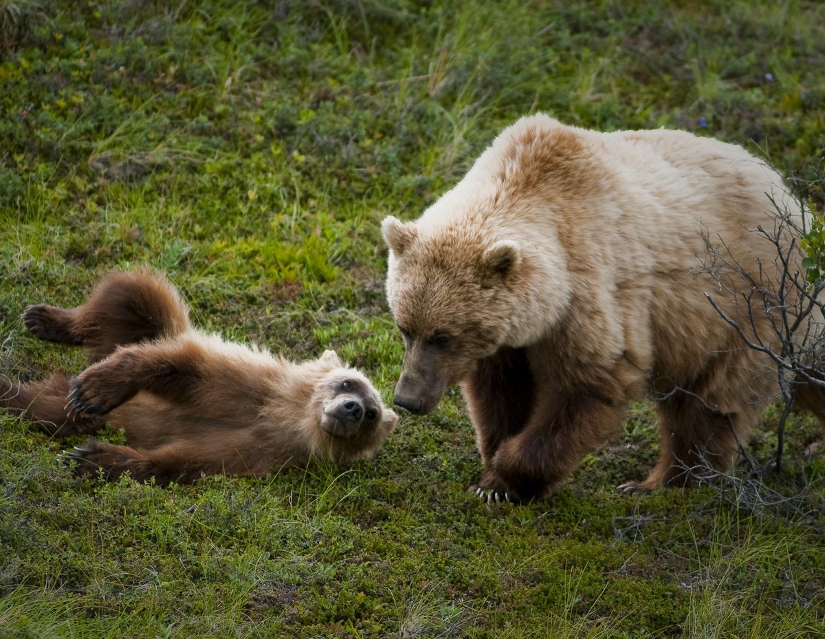 NCascadesNPS's tweet photo. A series of public meetings are scheduled to answer questions about the alternatives outlined in the draft EIS and the proposed 10(j) rule. For meeting info: https://t.co/cJSU6RGaBG (2/2) https://t.co/GFJgulwi3o
