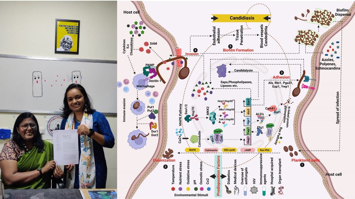 Quorum Sensing Lab @ SASTRA (@qsl_sastra) on Twitter photo "Exciting news from QSL @ SASTRA! We're thrilled to share our latest publication on vaginal candidiasis caused by C. albicans. Big congratulations to the talented author, Helma David! 🎉📚 #ResearchMilestone #ScienceAchievement"<a href="/helma_david97/">Dr. Helma David</a> <a href="/solomon_qsl/">Adline Princy Solomon</a> @FrontCellInfect "Exciting news from QSL @ SASTRA! We're thrilled to share our latest publication on vaginal candidiasis caused by C. albicans. Big congratulations to the talented author, Helma David! 🎉📚 #ResearchMilestone #ScienceAchievement"<a href="/helma_david97/">Dr. Helma David</a> <a href="/solomon_qsl/">Adline Princy Solomon</a> @FrontCellInfect
